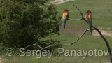 Video of European Bee-eater - European Bee-eater in nest period in Bulgaria